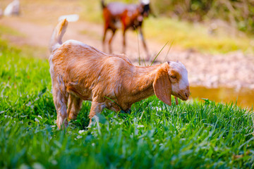 young indian goat at field