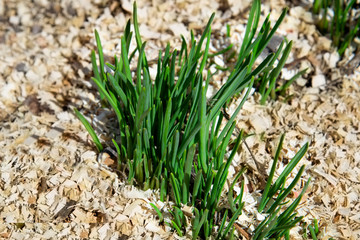 Young green sprouts of garlic on the backgrond of  sawdust from wood