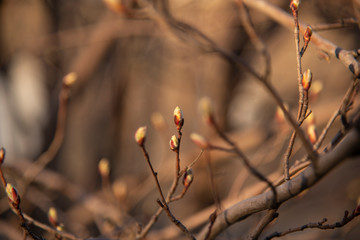 Closeup spring buds and small young leaves on the branches on the background blurred sunset garden.