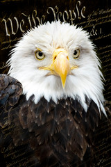 This majestic portrait of an American Bald Eagle against a faded original copy of the United States Constitution wonderfully llustrates the patriotic theme of 'We The People'. 