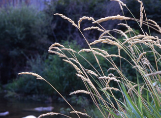 Camargue et Haute-Savoie