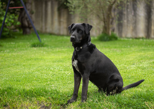 Perro labrador negro en la hierba