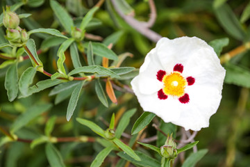 Beautiful garden, flowers and trees from Spain
