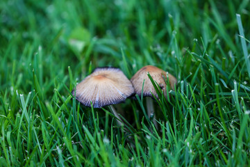 Beautiful garden, flowers and trees from Spain