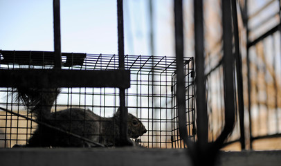 écureuil en cage