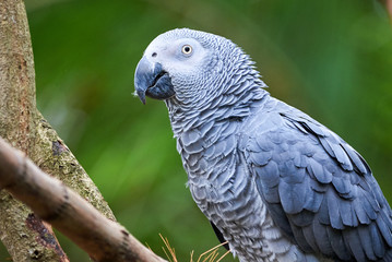 Grey parrot (Psittacus erithacus) Congo African grey parrot