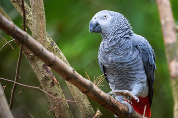 Obraz premium Grey parrot (Psittacus erithacus) Congo African grey parrot