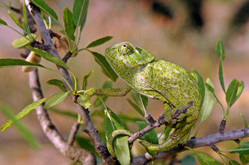 Europäisches Chamäleon (Chamaeleo chamaeleon) klettert in einem Mandelbaum - Murcia, Spanien / Mediterranean chameleon climbing in an almond tree - Murcia, Spain © bennytrapp