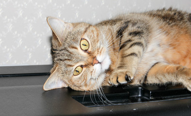 A well-groomed domestic cat in a peaceful posture