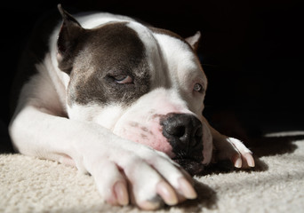 An American Staffordshire Terrier dog relaxes in the sun