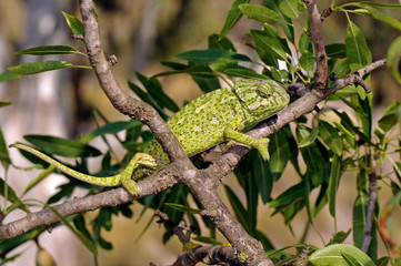 Mediterranean chameleon (Chamaeleo chamaeleon) climbing in an almond tree - Murcia, Spain / Europäisches Chamäleon  klettert in einem Mandelbaum - Murcia, Spanien © bennytrapp