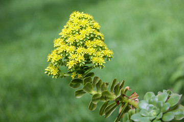 Beautiful garden, flowers and trees from Spain