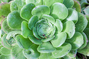 Beautiful garden, flowers and trees from Spain
