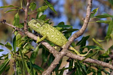 Mediterranean chameleon (Chamaeleo chamaeleon) climbing in an almond tree - Murcia, Spain / Europäisches Chamäleon  klettert in einem Mandelbaum - Murcia, Spanien © bennytrapp