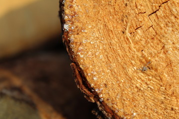 frischholz