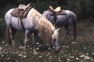Camargue et Haute-Savoie