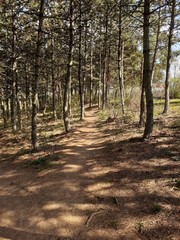 Obraz premium path in the forest