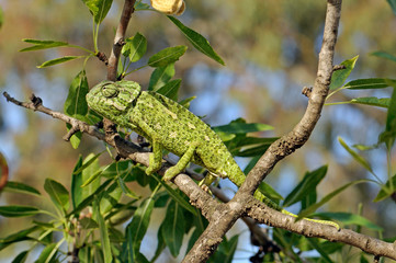 Mediterranean chameleon (Chamaeleo chamaeleon) climbing in an almond tree - Murcia, Spain / Europäisches Chamäleon  klettert in einem Mandelbaum - Murcia, Spanien © bennytrapp