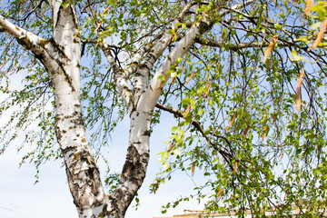 Fototapeta premium Birch leaves in the day sky