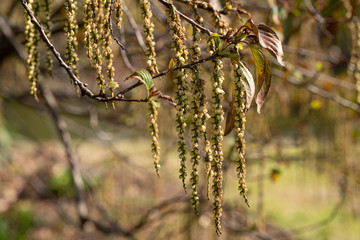 Flowers on a tree hang down in tiny strings of buds