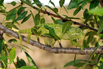 Mediterranean chameleon (Chamaeleo chamaeleon) climbing in an almond tree - Murcia, Spain / Europäisches Chamäleon  klettert in einem Mandelbaum - Murcia, Spanien © bennytrapp