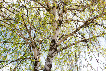 Birch leaves in the day sky