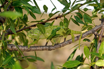 Europäisches Chamäleon (Chamaeleo chamaeleon) klettert in einem Mandelbaum - Murcia, Spanien / Mediterranean chameleon climbing in an almond tree - Murcia, Spain © bennytrapp