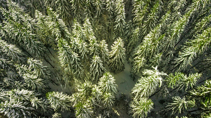 Coniferous pine forest mountain Carpathian mountains aerial photography snow.