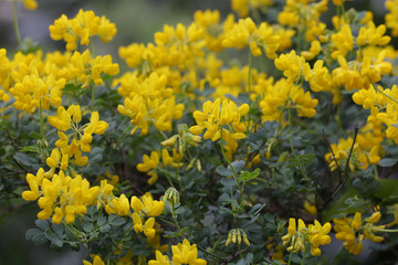 Beautiful garden, flowers and trees from Spain