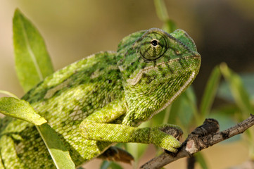 Mediterranean chameleon / Europäisches Chamäleon (Chamaeleo chamaeleon), Murcia, Spain / Spanien © bennytrapp