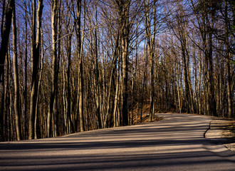 Road leading through the forest.