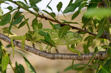 Mediterranean chameleon (Chamaeleo chamaeleon) climbing in an almond tree - Murcia, Spain / Europäisches Chamäleon  klettert in einem Mandelbaum - Murcia, Spanien © bennytrapp