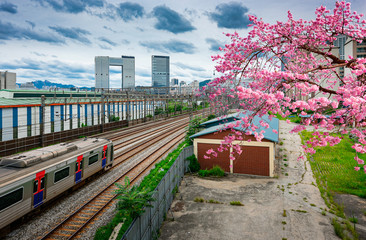 Cherry blossoms with Korean trains.