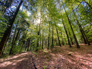 Path through an Bavarian forest landscape with sun light impressions