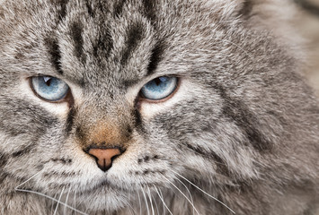 Neva Masquerade Colorpoint Siberian cat portrait