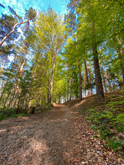 Fototapeta na wymiar Path through an Bavarian forest landscape with sun light impressions