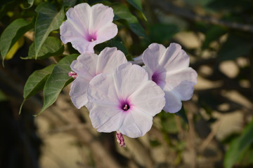 Obraz premium Pink morning glory or Ipomoea carnea flowers in the garden