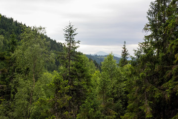  Carpathian mountains Spruce forest high in green mountains. Picturesque summer mountain landscape with Spruce (Picea abies) forest in the Eastern Carpathians, Ukraine. forest in foggy rainy weather
