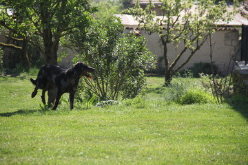 Sheepdogs domestic garden puppy playing together