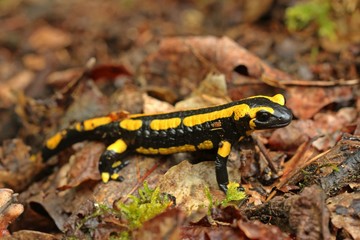 Feuersalamander (Salamandra salamandra) im Nationalpark Kellerwald.