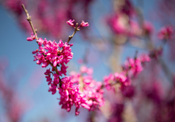 Pink tree blossoms vibrant in spring time