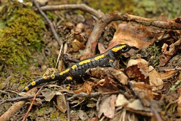Feuersalamander (Salamandra salamandra) im Nationalpark Kellerwald.