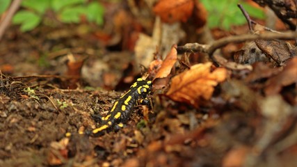 Feuersalamander (Salamandra salamandra) im Nationalpark Kellerwald.
