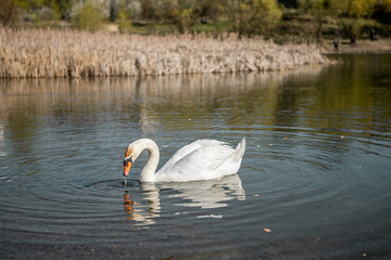 A couple of elegant white swans are swimming in a lake near the doves and ducks in early spring