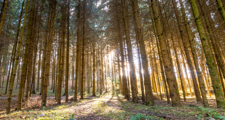 Obraz premium Path through an Bavarian forest landscape with sun light impressions