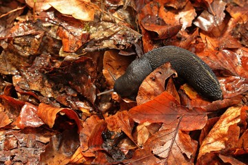 Schwarzer Schnegel (Limax cinereoniger)