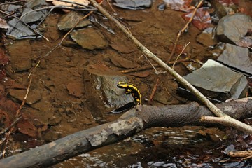 Im Bach sitzender Feuersalamander (Salamandra salamandra).