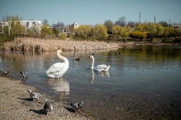 An elegant couple of white swans swimming on a lake near the reeds and doves and a couple of ducks on a clean  water early in the spring