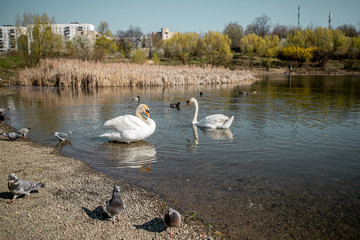 An elegant couple of white swans swimming on a lake near the reeds and doves and a couple of ducks on a clean  water early in the spring
