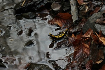Im Bach sitzender Feuersalamander (Salamandra salamandra) mit Spiegelbild.
